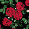 Tuta in creponne con stampa Rose Twinset